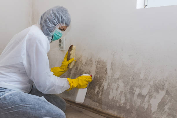 Best Bathroom Mold Remediation in Plantsville, CT