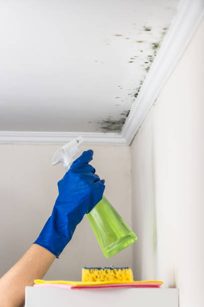 Best Post-Remediation Services in Plantsville, CT